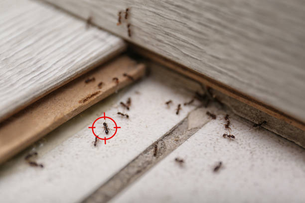Best Termite Control Services  in Arma, KS