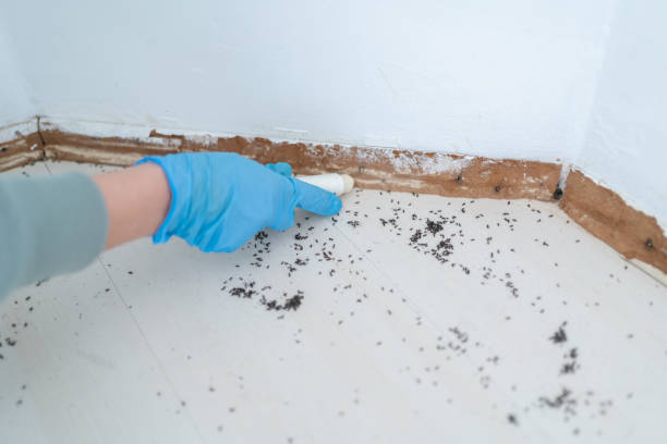 Best Termite Control Services  in Arma, KS